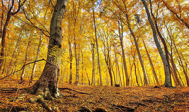 Ученые посчитали, сколько листьев опало в лесах Дальнего Востока