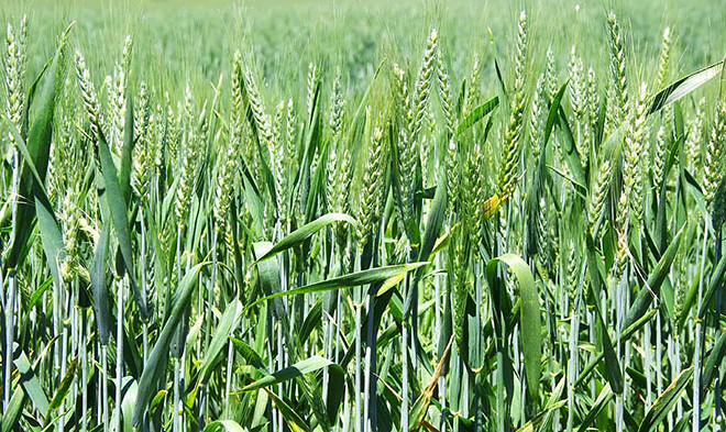 В Казани придумали, как улучшить урожайность озимых сортов пшеницы