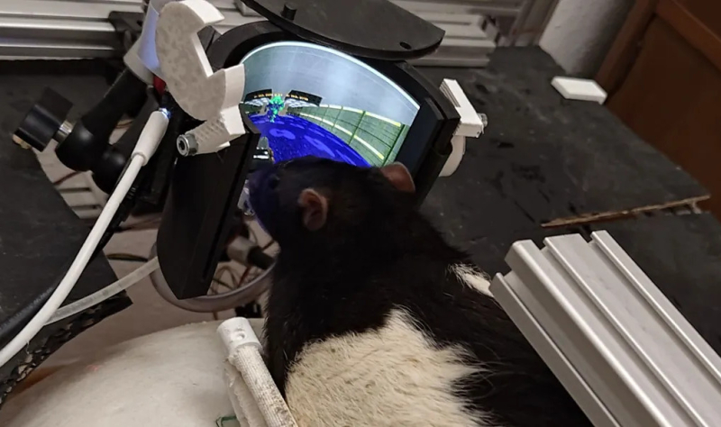 Крысы научились успешно истреблять виртуальных демонов в Doom II