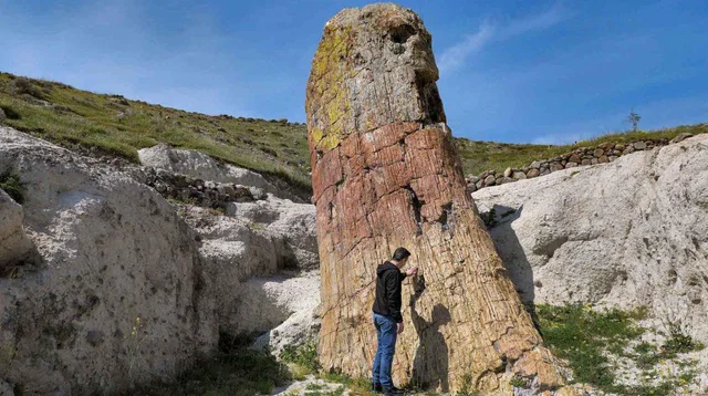 Окаменевший лес Лесбоса: окно в мир раннего миоцена