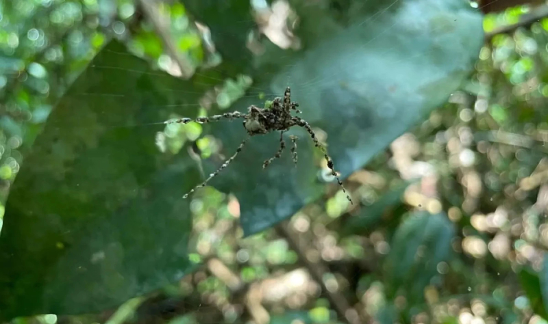 Ради выживания пауки-кругопряды создают из паутины собственных гигантских двойников