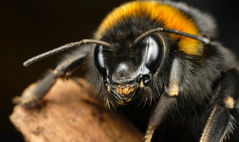 Шмели умеют &laquo;заражать&raquo; друг друга оптимизмом