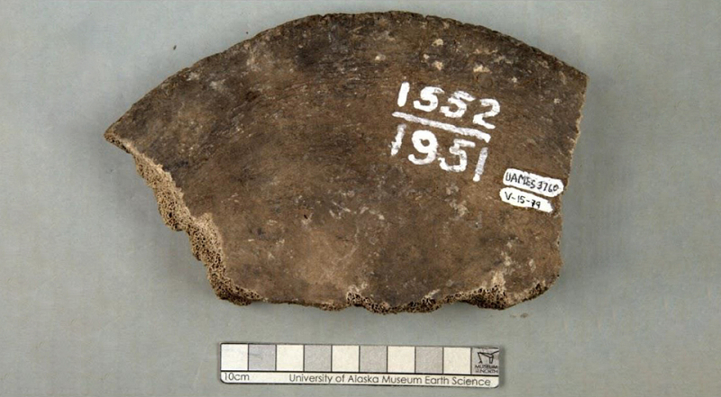 Тысячелетний мамонт с Аляски оказался китом