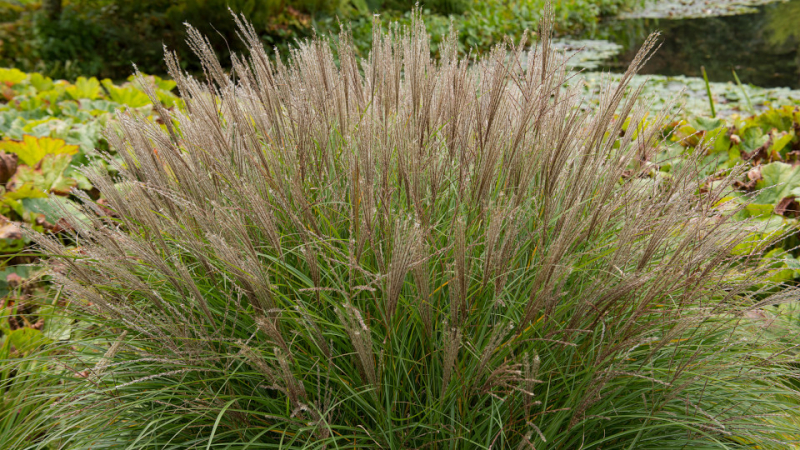 В Новосибирске придумали, как делать электроизоляцию из травы