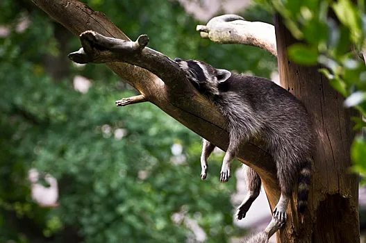 Четыре&nbsp;самых распространенных мифа о&nbsp;сне