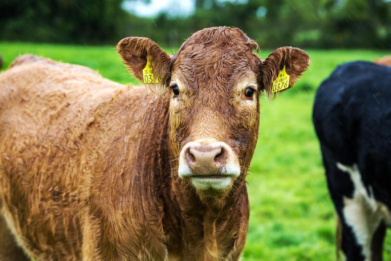 Исследователи обнаружили, что численность поголовья скота сокращается более чем в 40% стран мира.