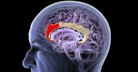 Управление мозгом без имплантов: ультразвук станет мостом к человеческому сознанию