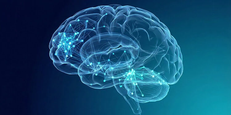 Алкоголь переводит мозг в фрагментированное и локализованное состояние