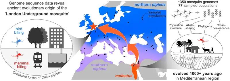 Разоблачен популярный миф о подземных городских комарах: это не новый вид