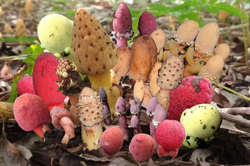 Ученые раскрыли тайну растений-паразитов, отказавшихся от фотосинтеза