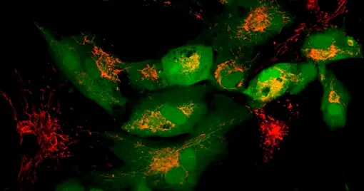 Ученые визуализировали стареющие клетки в живых организмах