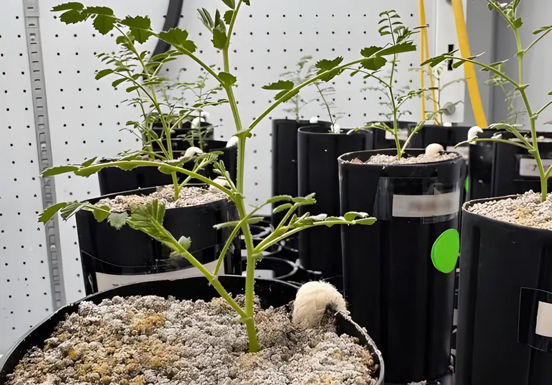 Названо первое растение, которое будут выращивать на Луне