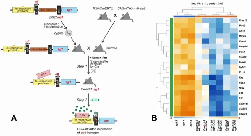 Реликтовый ген лягушек заживляет раны у млекопитающих: доказано учеными
