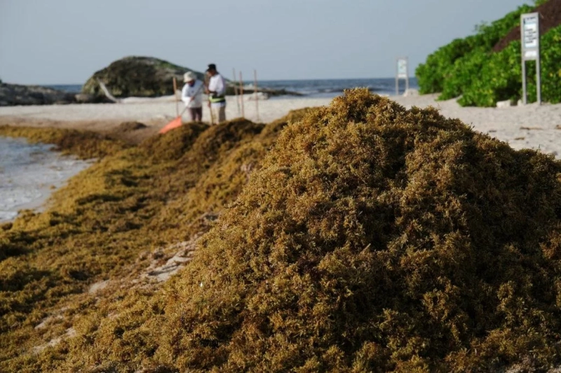 Огромные поля водорослей душат побережья Карибского моря и Мексиканского залива