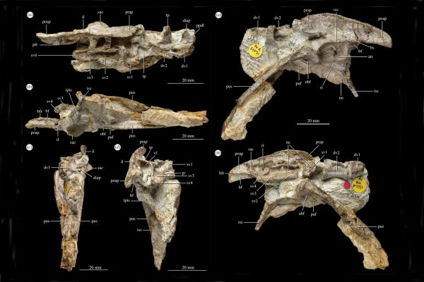 Доисторическая онкология: динозавры тоже болели раком, узнали ученые