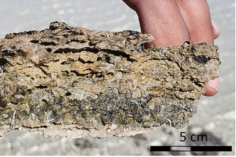 Древнейшие обитатели Земли обнаружены живыми в Саудовской Аравии