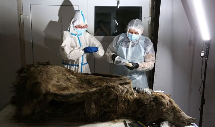 Древние гигантские медведи жили в Сибири всего три тысячи лет назад