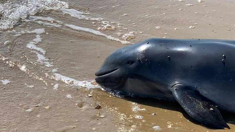 &laquo;Ежегодное явление&raquo;. Власти Краснодарского края объяснили массовую гибель животных холодной погодой