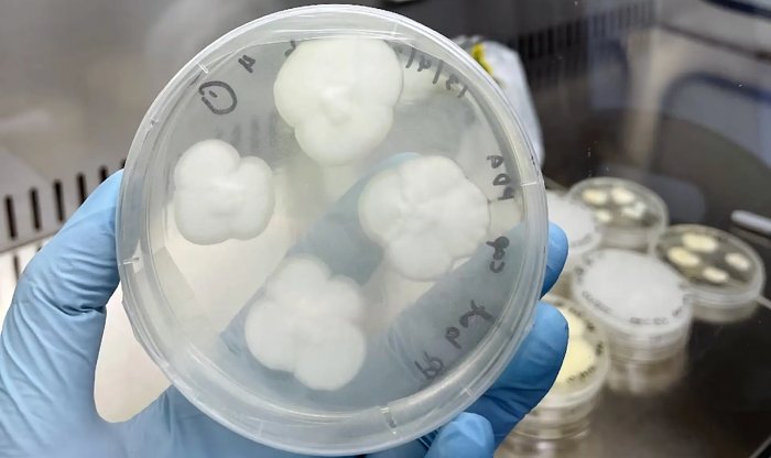 Грибки могут спасти человечество от надвигающейся пластиковой катастрофы