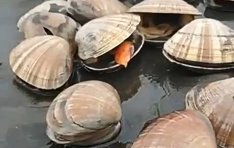 ИИ научили оперативно вычислять загрязнения рек по поведению моллюсков