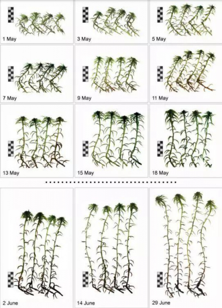 Как Луна на самом деле влияет на растения