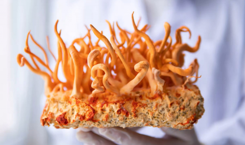 Модифицированный грибок кордицепс в 40 раз эффективнее борется с раковыми клетками