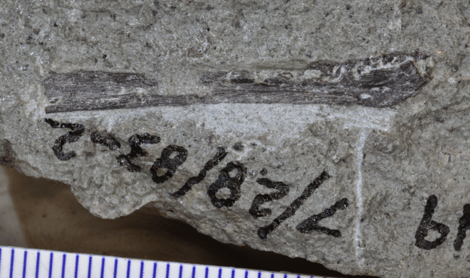 Новорожденные тираннозавры появлялись на свет размером с собаку