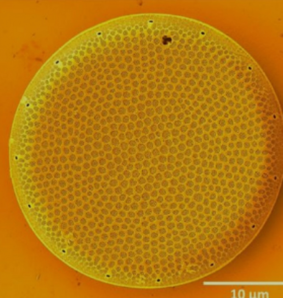 Рекордное количество геномов в одной клетке: как одноклеточная водоросль объединила в себе несколько видов геномов