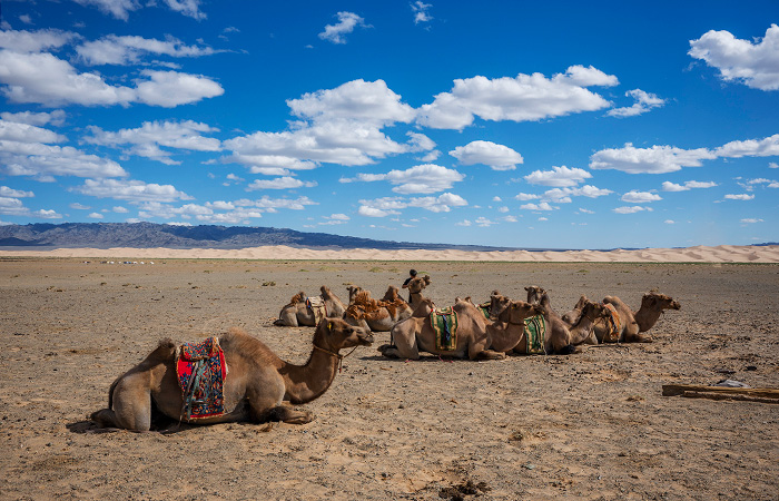 РФ, КНР и Монголия запустят межгосударственный турмаршрут "Великий чайный путь"