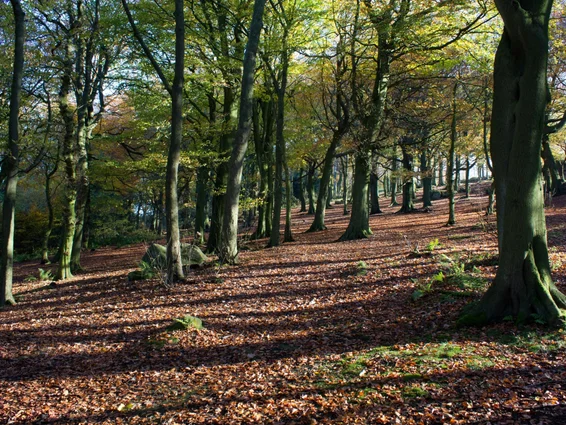 Российские ученые изучили ископаемые остатки бука возрастом 15 миллионов лет