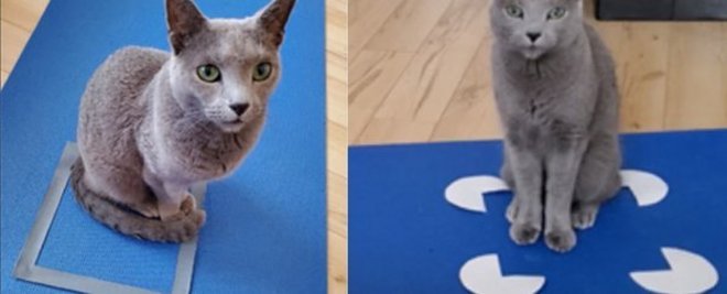 Ученые не понимают, почему кошки с удовольствием готовы сидеть даже в иллюзорных коробках 