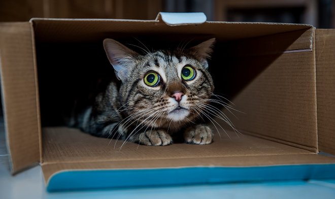 Ученые не понимают, почему кошки с удовольствием готовы сидеть даже в иллюзорных коробках 