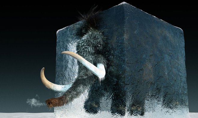 Ученые планируют клонировать первого шерстистого мамонта к 2027 году