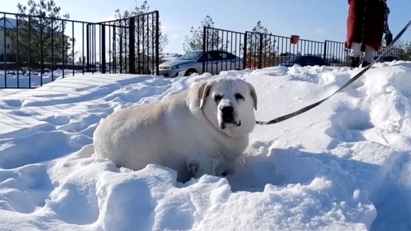 Ученые раскрыли важную генетическую связь между ожирением людей и собак