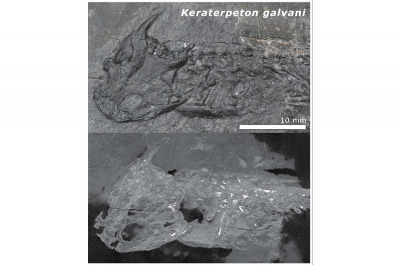 Ученые разгадали загадку, почему кости амфибий возрастом 300 млн лет отварились