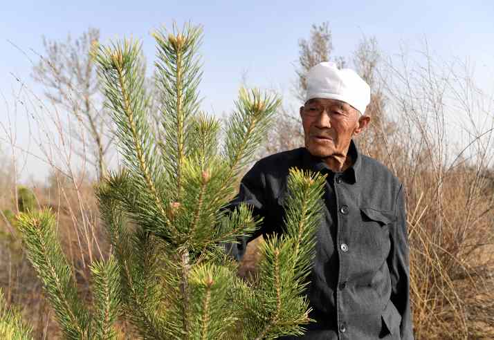 Урбанизация неожиданно увеличила растительную биомассу в Китае