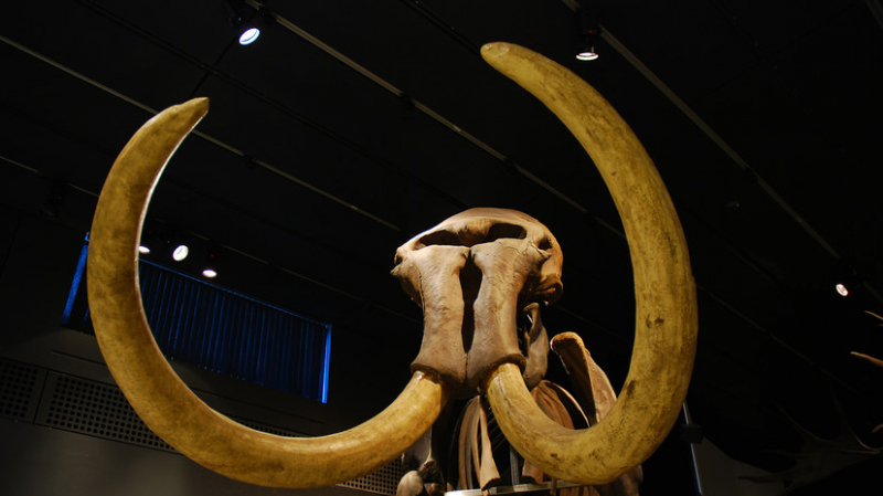В США учёные намерены к 2028 году возродить мамонтов