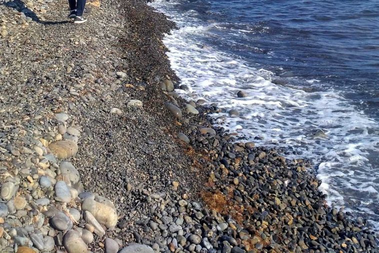 Жители Краснодарского края сообщили о массовой гибели птиц и дельфинов на побережье Черного моря