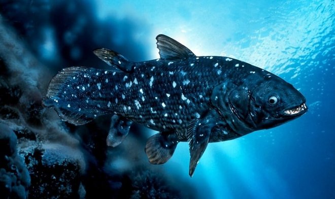 «Живое ископаемое» латимерия оказалась древним генетическим парадоксом